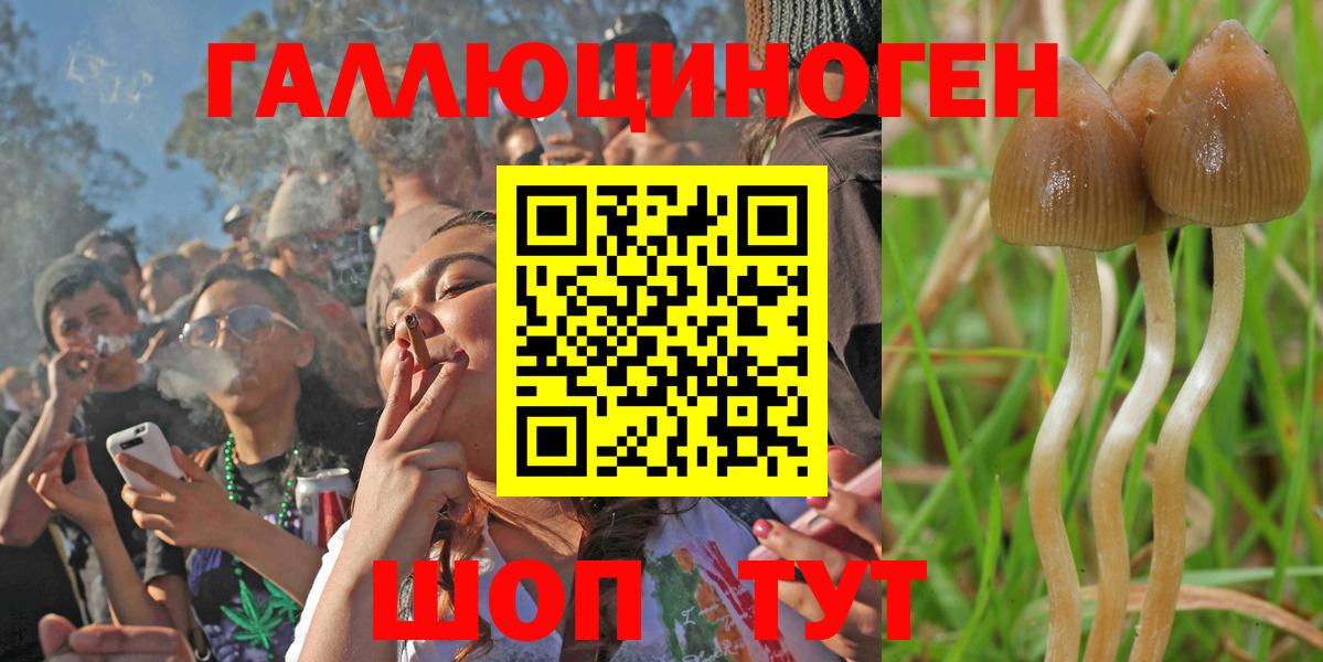 Клинцы  хочу   Вход с VPN  Псилоцибиновые грибы Cubensis 